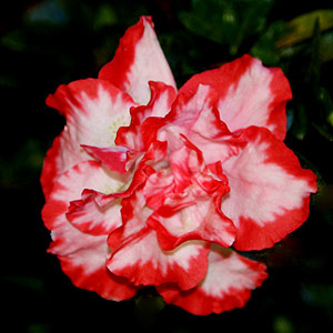 Azalea Flowers