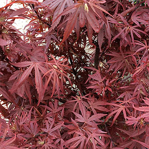 Acer palmatum 'Shaina'