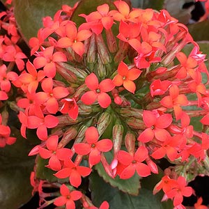 Wholesale Primula Plants