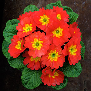 Wholesale Primula Plants