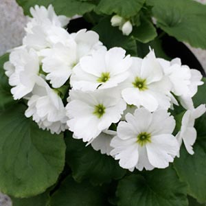 Wholesale Primula Plants