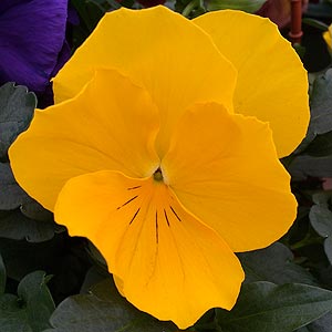 Wholesale Pansies