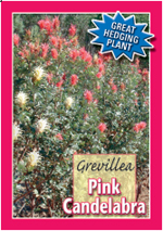 grevillea pink candalabra