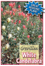 grevillea white candalabra