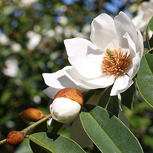 Magnolia 'Starbright'